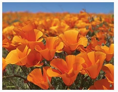 Pollinator Attracting Wildflower Seeds - Attracts Bees, Butterflies, and Other Beneficial Insects, Bees Knees Mix