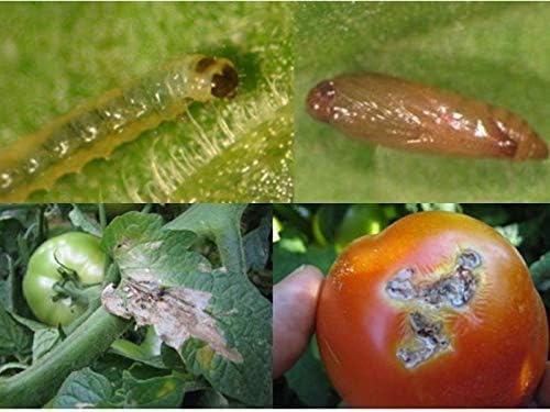 HEDO Delta Pheromone Trap with Tuta Lure for Tomato Leaf Miner(Tuta absoluta) to Control Damage in Tomato Pack of 5