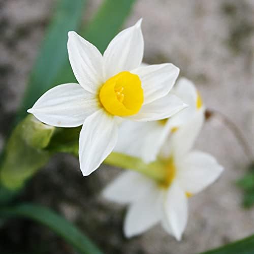 Canaliculatus Daffodil Flower Bulbs Jumbo Pack - 50 Bulbs per Pack - Deer Resistant - Good as Cut Flowers - Good for Indoor Forcing - Grows Well in Containers - Naturalizing - Perennializing