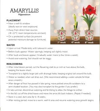 BRECK'S - Samba Red and White Flowering Amaryllis Bulb Gift Kit - One Dormant Bulb Pre-Planted in a Metallic Decorative Planter