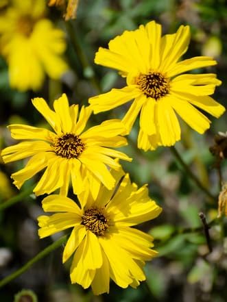 6 Coast Sunflower (Encelia californica) Outdoor Native Plant Plugs in Individual pots, Direct from Grower, no neonicotinoids, Supports pollinators