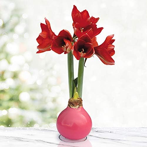 Pink Base Waxed Amaryllis Flower Bulb with Stand, No Water Needed, Real Live Spring Flowers
