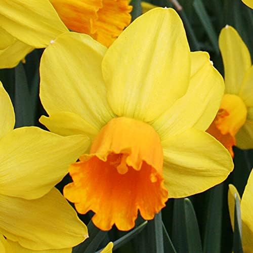 Jetfire Daffodil Flower Bulb Jumbo Pack - 50 Bulbs per Pack - Deer Resistant - Good as Cut Flowers - Good for Indoor Forcing - Grows Well in Containers - Naturalizing - Perennializing