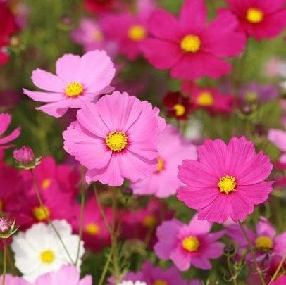 Eden Brothers Wild Cosmos Seeds - Sensation Mix