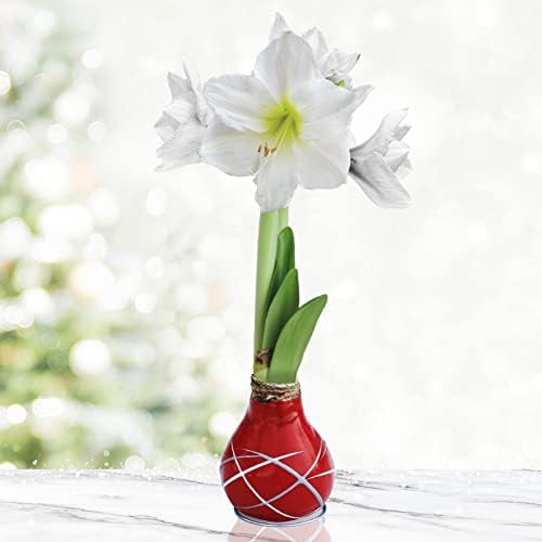 Red Picasso Base Waxed Intokazi Amaryllis Flower Bulb with Stand | Real Blooming Indoor Flowers | No Water Needed