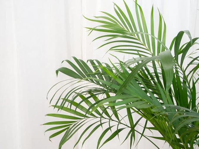 GARDENERA Palm Tree Potting Mix - The Ultimate Soil for Strong and Healthy Palms - Top Choice for Palm Tree Growers [3 Quart Bag]