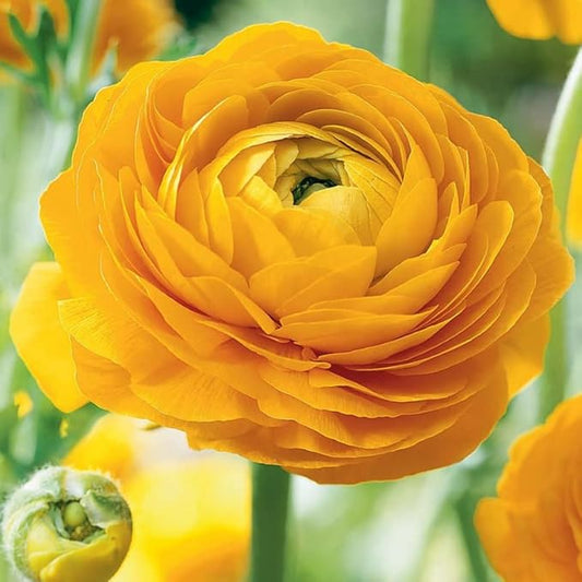 Yellow Ranunculus Flowers Bulbs for Spring Planting, Perennial Flower Bulbs, Early Spring Flower to Plant Outside, Colorful Blooms Groundcover Bulbs, Top Size