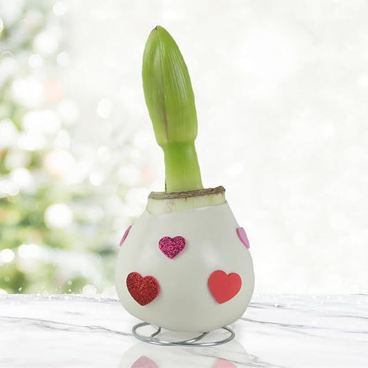 Love is in The Air Waxed Amaryllis Flower Bulb with Stand, No Water Needed