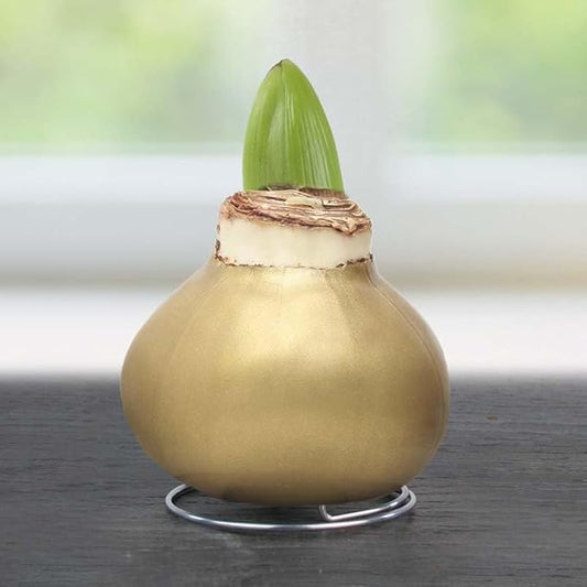 Gingerbread Amoice Waxed Amaryllis Flower Bulb with Stand, No Water Needed