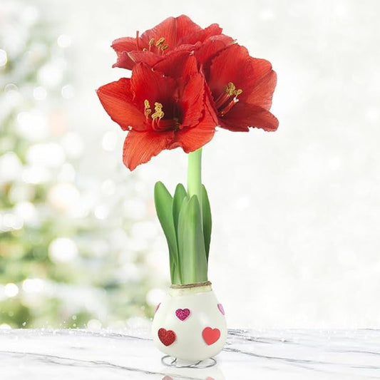 Love is in The Air Waxed Amaryllis Flower Bulb with Stand, No Water Needed