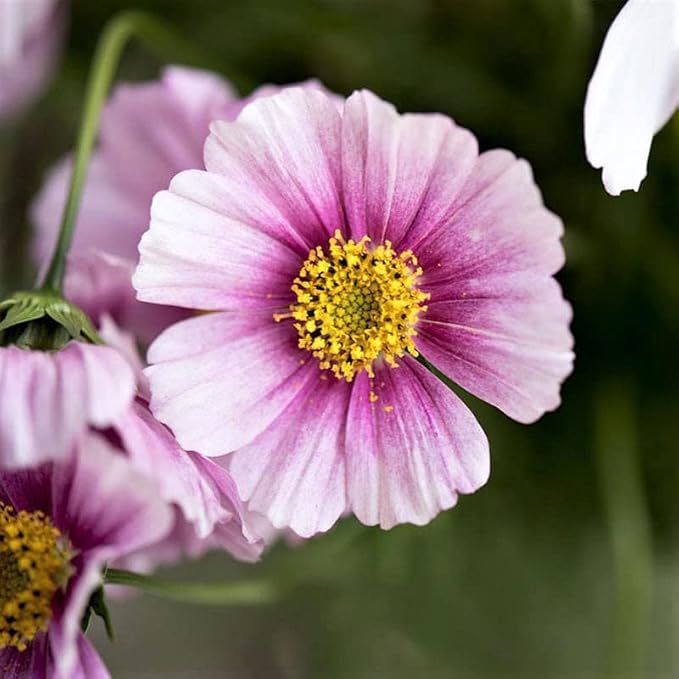 Eden Brothers Cosmos Seeds - Daydream