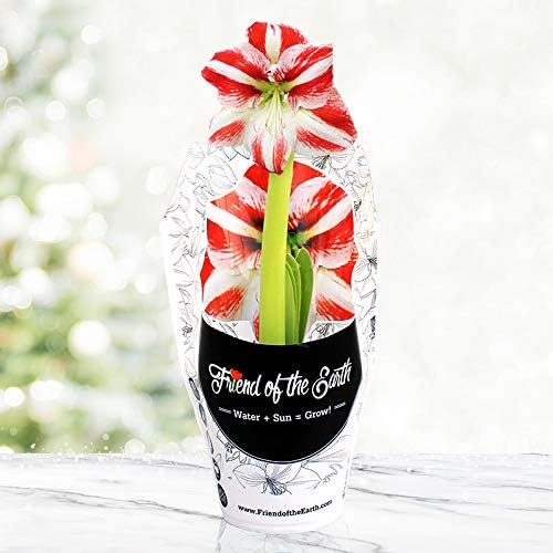 Super Star Potted Amaryllis – Gift Ready, Includes Bulb, Soil & Container