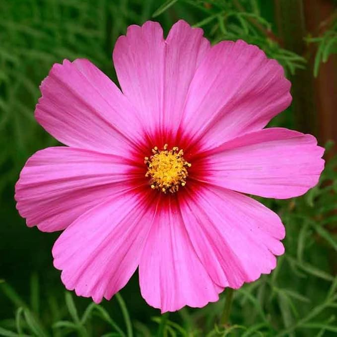 Eden Brothers Cosmos Seeds - Radiance