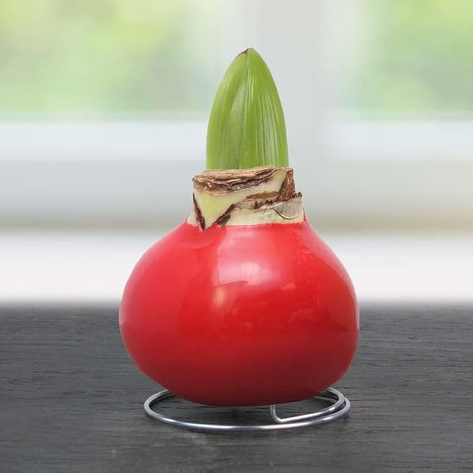 Holland Bulb Farms Yuletide Opal Star Waxed Amaryllis Flower Bulb with Stand, No Water Needed