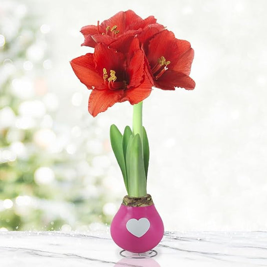 Tickled Pink Waxed Amaryllis Flower Bulb with Stand, No Water Needed