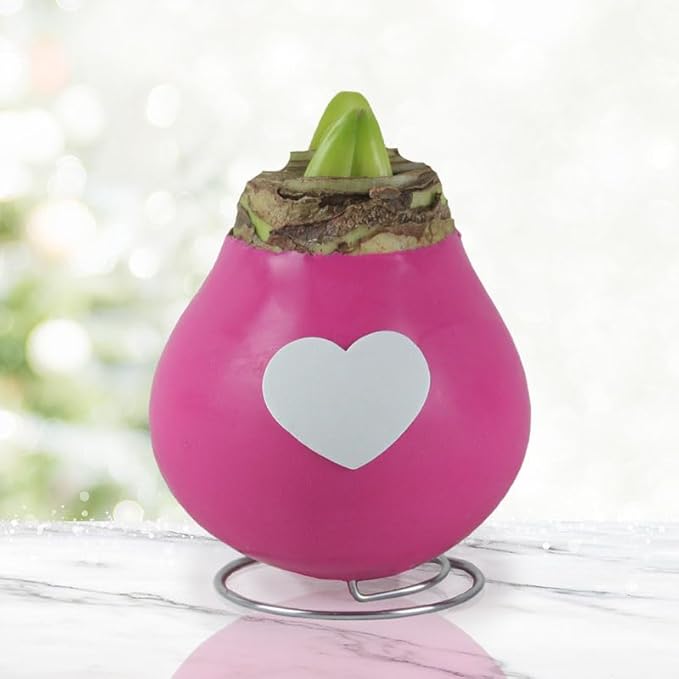 Tickled Pink Waxed Amaryllis Flower Bulb with Stand, No Water Needed