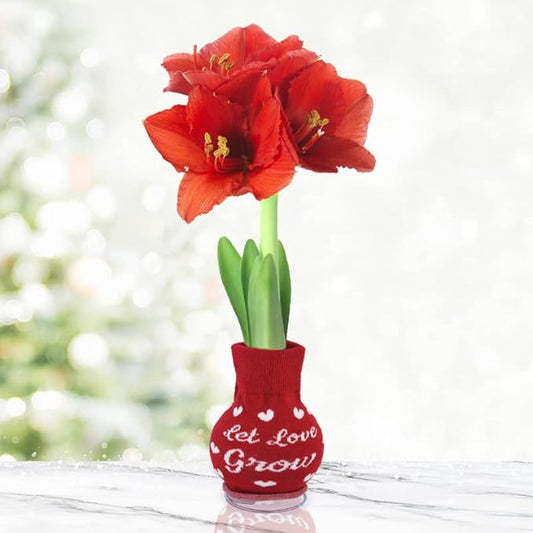 Let Love Grow Sweater Amaryllis Flower Bulb with Stand, No Water Needed, Gift Ready
