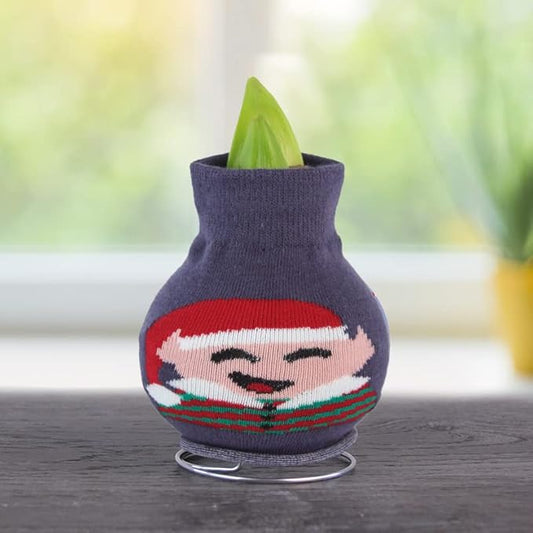 Santa's Buddy Sweater Amaryllis Flower Bulb with Stand, No Water Needed, Gift Ready