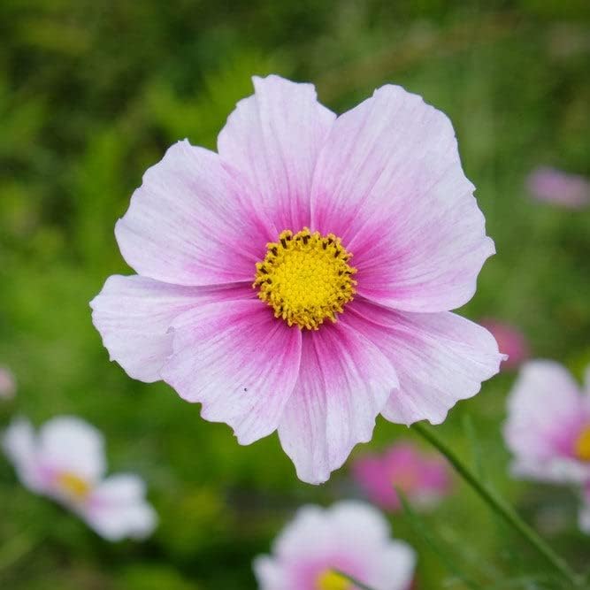 Eden Brothers Cosmos Seeds - Daydream