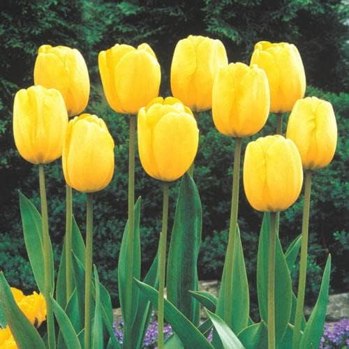 BRECK'S - Sun Gold Jumbo Perennial Tulip Spring Flowering Bulbs - Golden Beauty adds Sunny Color to mid-Spring Gardens - 10 Bulbs per Offer