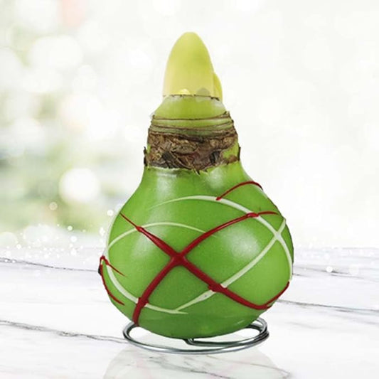 Green Picasso Base Waxed Amaryllis Flower Bulb with Stand, No Water Needed