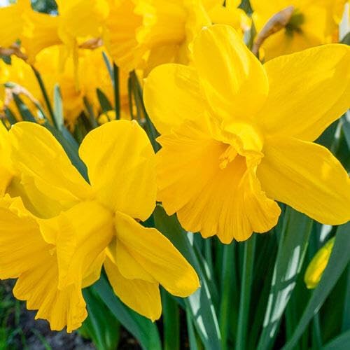 BRECK'S - Carlton Daffodil Dormant Spring Flowering Bulbs - 15 Bulbs per Offer