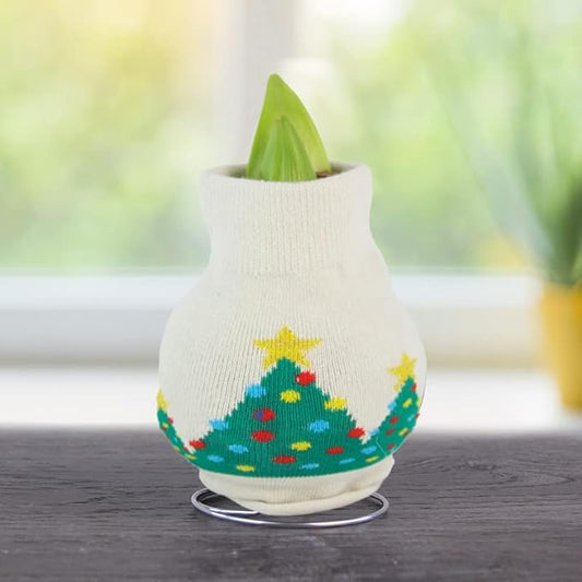 O Tannenbaum Sweater Amaryllis Flower Bulb with Stand, No Water Needed, Gift Ready