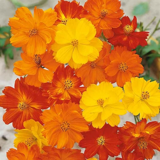 Eden Brothers Cosmos Seeds - Polidor Mix