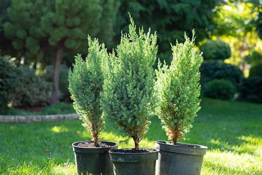 GARDENERA Premium Juniper Potting Soil Mix - Perfect Balance of Nutrients, Drainage, and Aeration for Healthy Juniper Trees - 20 Quart