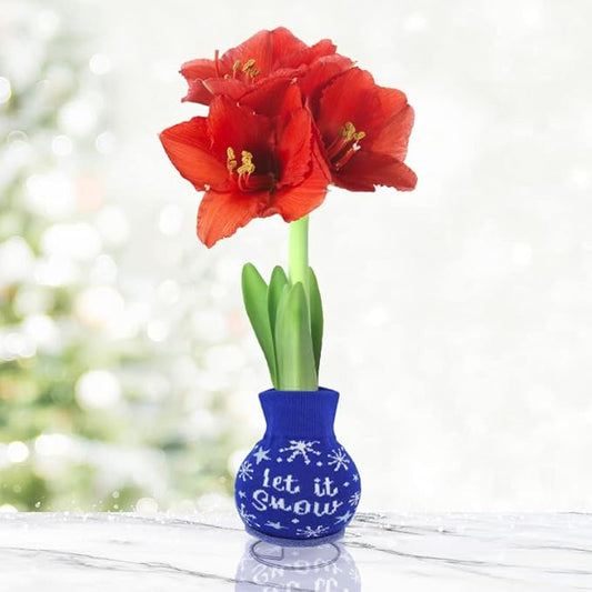 Let It Snow Sweater Amaryllis Flower Bulb with Stand, No Water Needed, Gift Ready