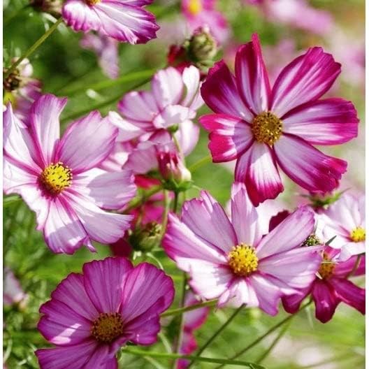 Eden Brothers Cosmos Seeds - Picotee