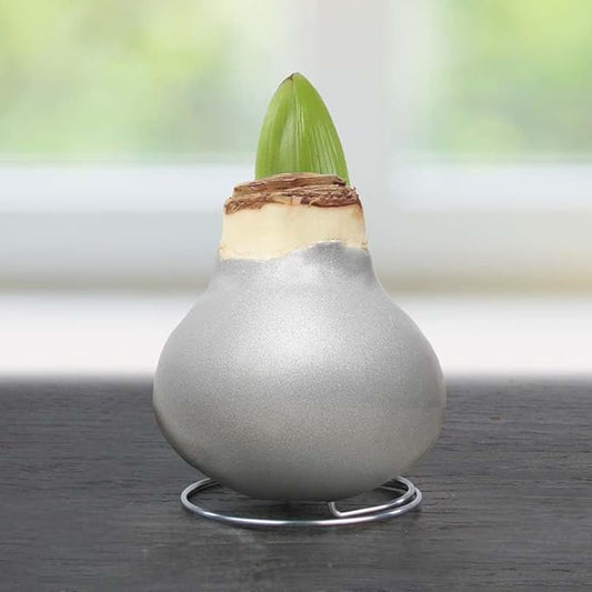 Frosted Sugar Cookie Amoice Waxed Amaryllis Flower Bulb with Stand, No Water Needed