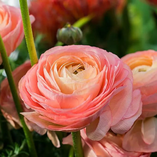 Pink Ranunculus Flowers Bulbs for Spring Planting, Perennial Flower Bulbs, Early Spring Flower to Plant Outside, Colorful Blooms Groundcover Bulbs, Top Size