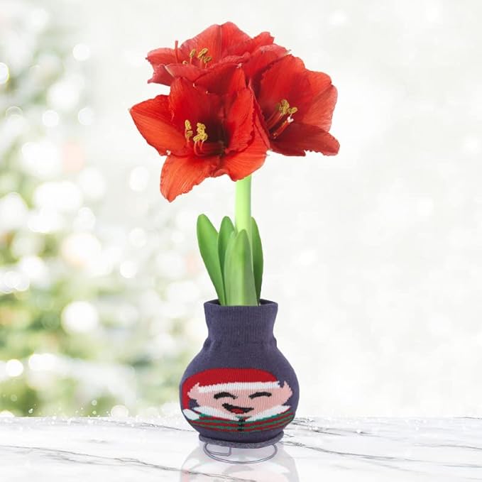 Santa's Buddy Sweater Amaryllis Flower Bulb with Stand, No Water Needed, Gift Ready