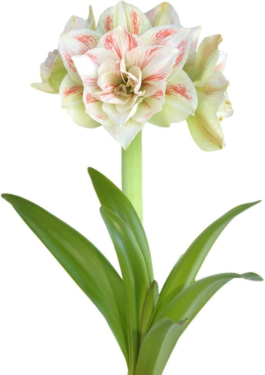 Easy to Grow Amaryllis 'Nymph' Plant Bulb (1 Pack) - Pink and White Double Flowering Blooms for Indoors & Outdoor Gardens
