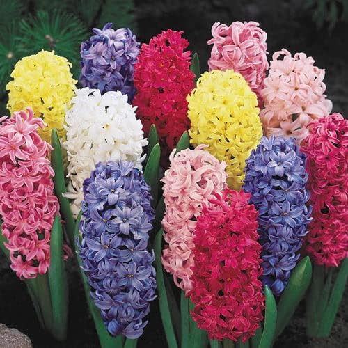 BRECK'S - Giant Hyacinth Spring Flowering Bulb Mixture - Glorious Color and Fragrance for Your Garden - 12 Bulbs per Offer