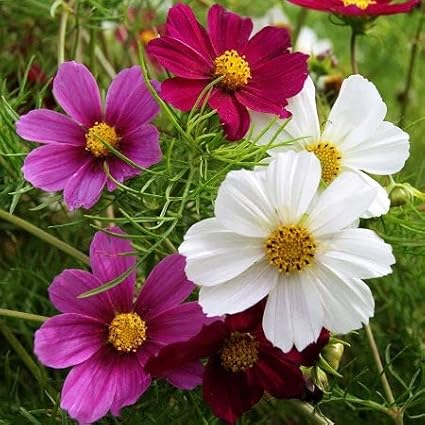 Cosmos Seeds - Versailles Tetra Mix - 1 Ounce - Pink/Red/White Flower Seeds, Open Pollinated Seed Attracts Bees, Attracts Butterflies, Attracts Hummingbirds, Attracts Pollinators