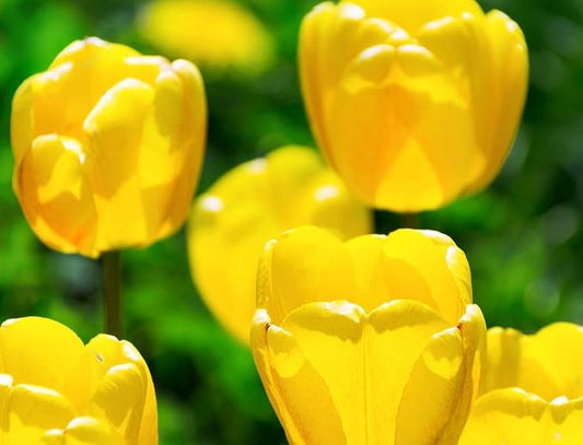 Mix Triumph Tulips 10 Bulbs for Fall Planting Colorful Flower Tulipa Darwin Hybrid Changing Colors Mixture Size 12+ 4 Varieties to Choose (Golden Emperor, 10, Mix Color)