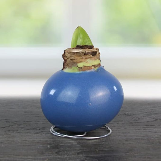 Blue Skies Waxed Amaryllis Flower Bulb with Stand, Grow Real Blooming Indoor Spring Flowers, No Water Needed