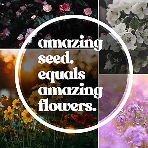 Wildflower Seeds Bulk, Southwestern Wildflower Seed Mix, 1 Lb 640,000+ Seeds, Annual & Perennial Flower, with Southwest Native Wildflowers, Flower Seed Bulk, Desert Wildflowers Mix