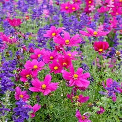 Eden Brothers Cosmos Seeds - Dazzler