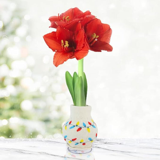 Jingle All The Way Sweater Amaryllis Flower Bulb with Stand, No Water Needed, Gift Ready