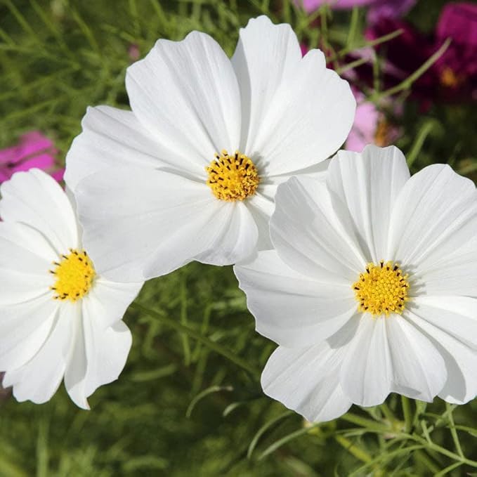 Eden Brothers Cosmos Seeds - Purity