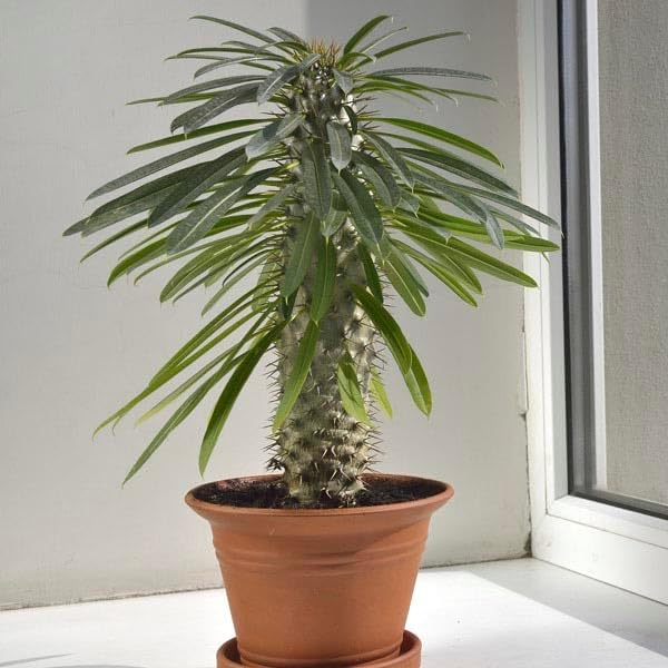 Premium Madagascar Palm Plant Soil Mix by Gardenera - Stimulate Growth and Elevate Natural Beauty with Nourishing Formula - 5 Quart