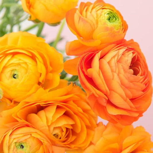 Orange Ranunculus Flowers Bulbs for Spring Planting, Perennial Flower Bulbs, Early Spring Flower to Plant Outside, Colorful Blooms Groundcover Bulbs, Top Size