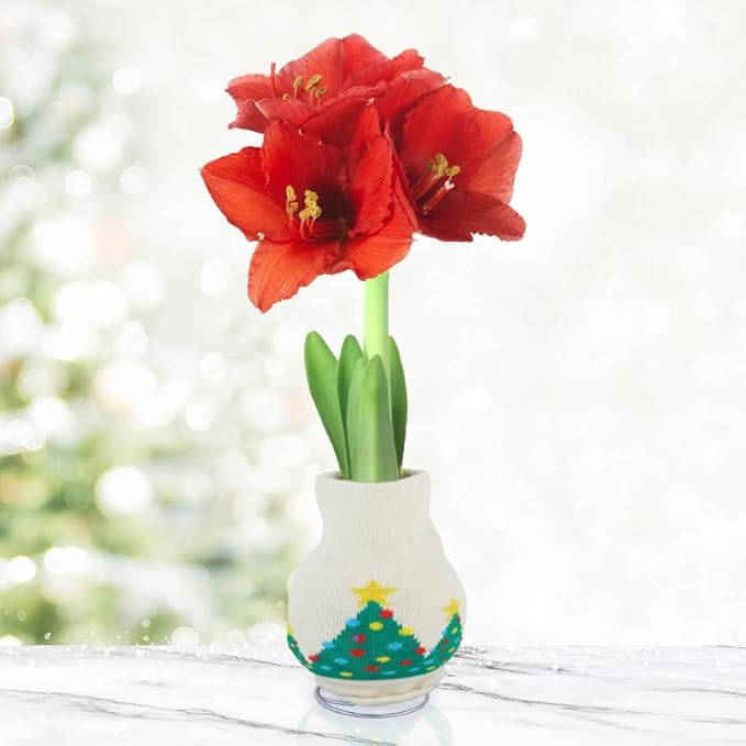O Tannenbaum Sweater Amaryllis Flower Bulb with Stand, No Water Needed, Gift Ready