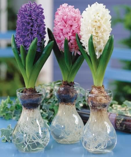 Hyacinth Bulb and Forcing Vase - Ready to Grow Indoor Hyacinth - Mixed Color, Just Add Water - Made in USA (5 Bulbs + 5 Vases)