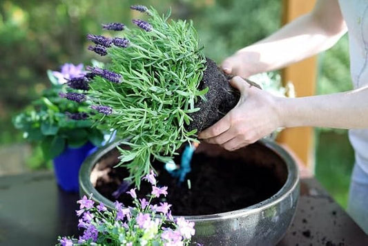 GARDENERA Lavender Soil - Ideal Blend for Thriving and Fragrant Lavender Plants - 3 QUARTS