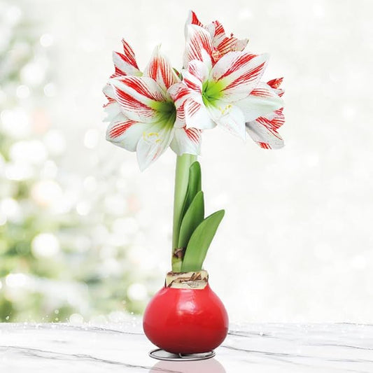 Candy Cane Amoice Waxed Amaryllis Flower Bulb with Stand, No Water Needed