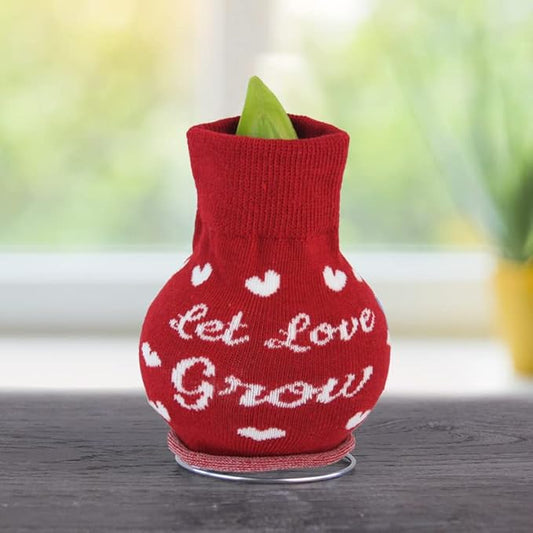 Let Love Grow Sweater Amaryllis Flower Bulb with Stand, No Water Needed, Gift Ready